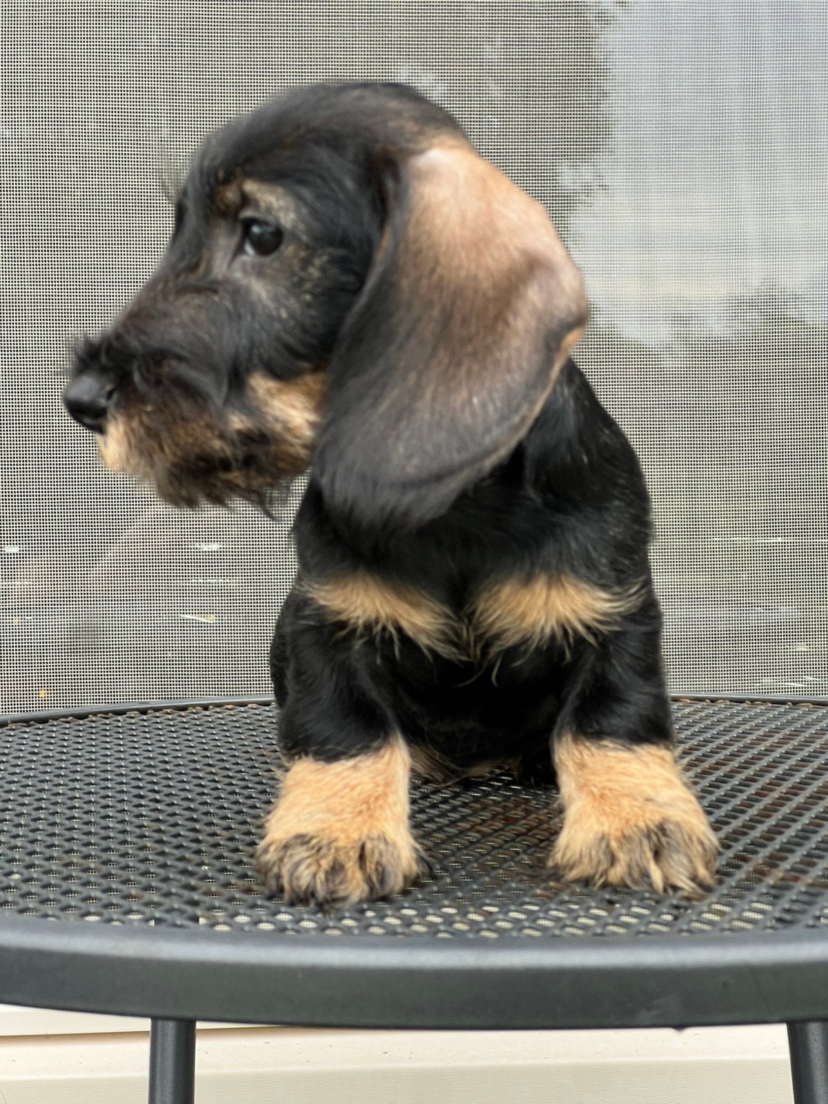 Prachtige Dwerg en Kaninchen ruwhaar teckel pups stamboom, Dieren en Toebehoren, CDV (hondenziekte), 8 tot 15 weken, Dwerg, Meerdere