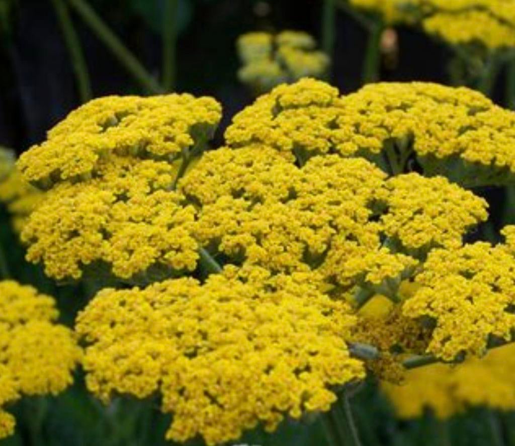 Duizendblad (gemengd), Ophalen, Zomer, Overige soorten, Volle zon