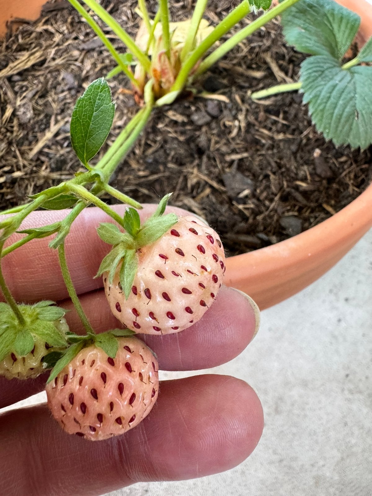 Exclusieve Aardbeien planten - Pineberry & Mieze Schindler, Volle zon, Vaste plant, Ophalen of Verzenden, Zomer
