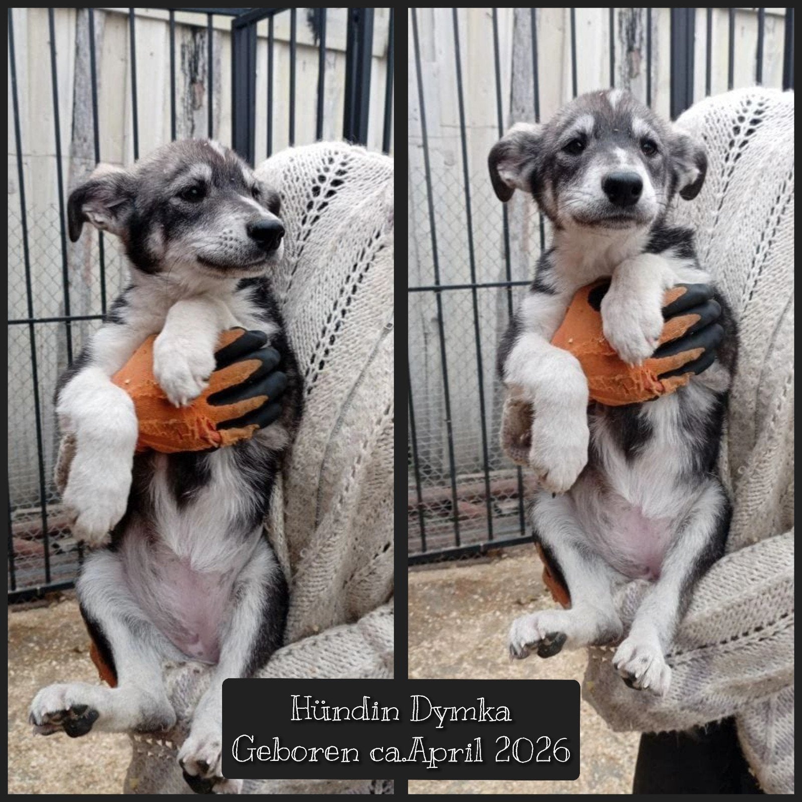 Adoptie honden asielhond herplaatser, Dieren en Toebehoren, Honden | Poolhonden, Keeshonden en Oertypen, Handelaar, 1 tot 2 jaar