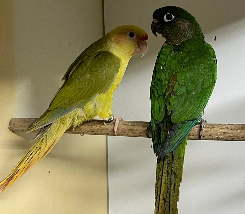 3 stuks Pyrrhura frontalis, Vrouwelijk, Parkiet, Geringd