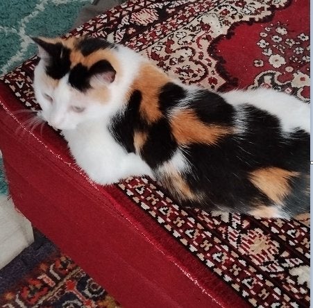 Luna - Angel, ongelooflijk aanhankelijk en bescheiden poesje, Poes, Kortharig, 0 tot 2 jaar