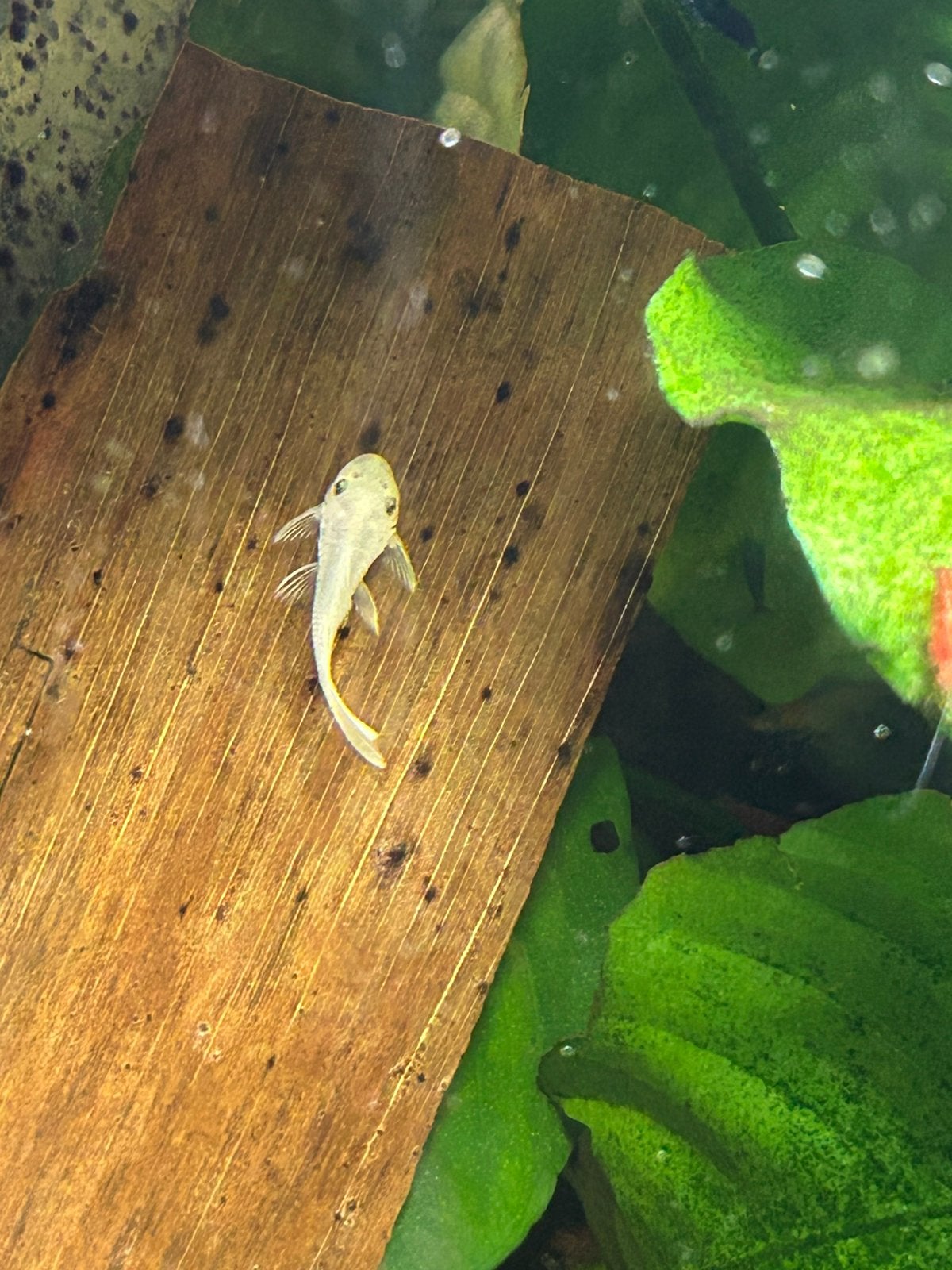 Ancistrus snowwhite korte vin, Vis