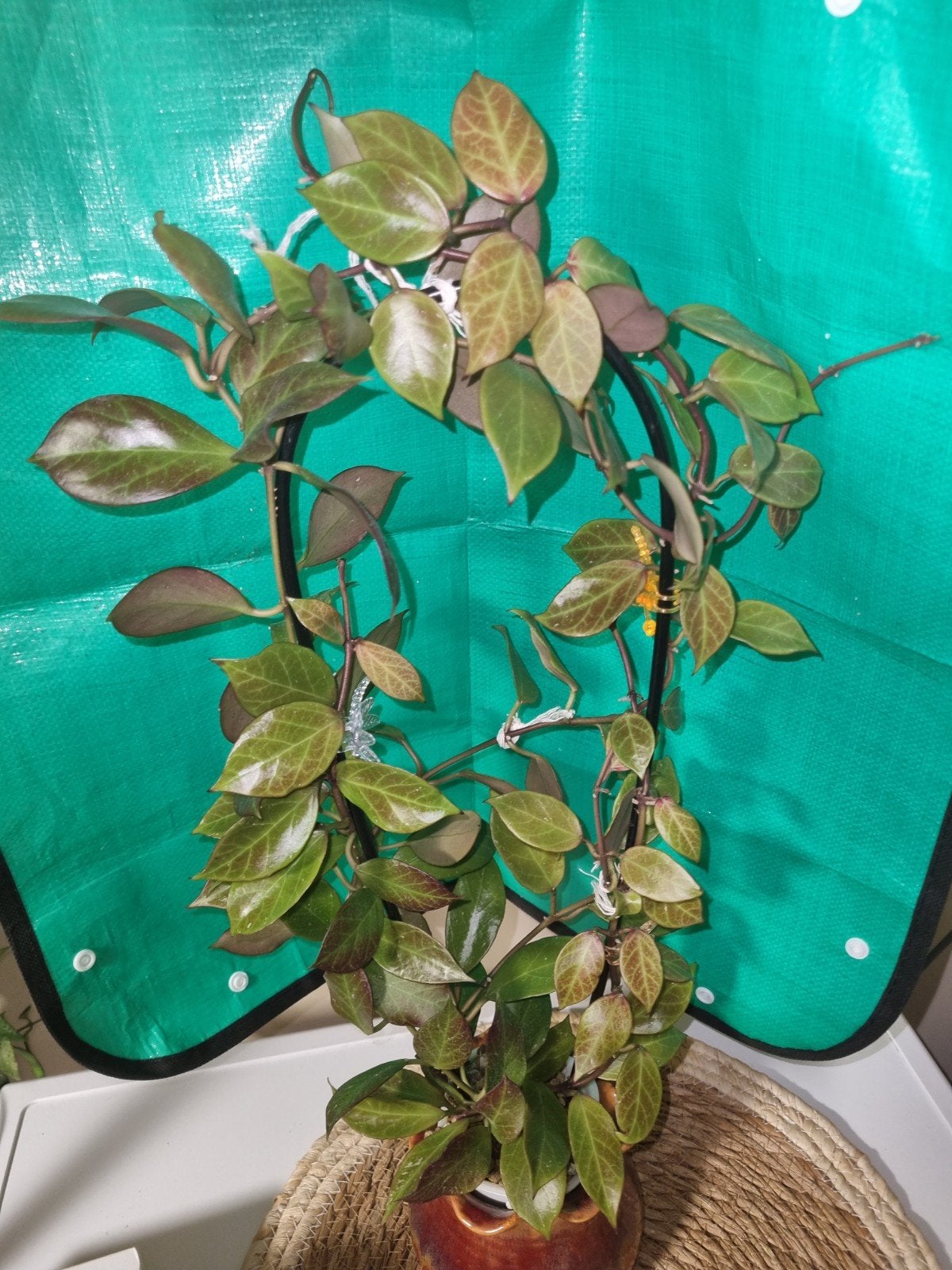Hoya sunrise, Huis en Inrichting, Ophalen of Verzenden, Halfschaduw, Minder dan 100 cm