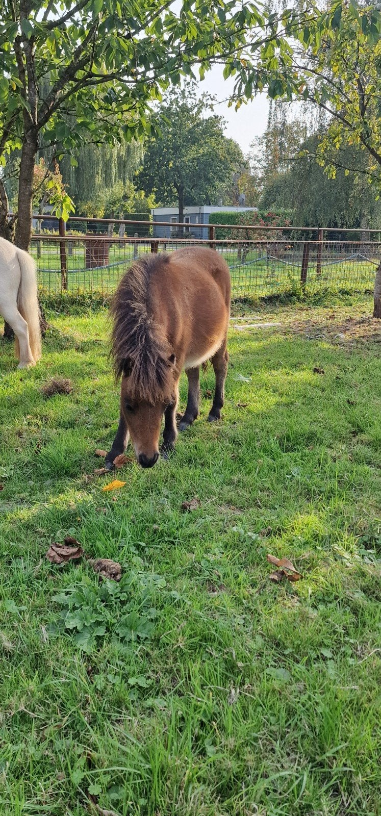 shetland merrie veulen te koop, Dieren en Toebehoren, Merrie, A pony (tot 1.17m), 0 tot 2 jaar