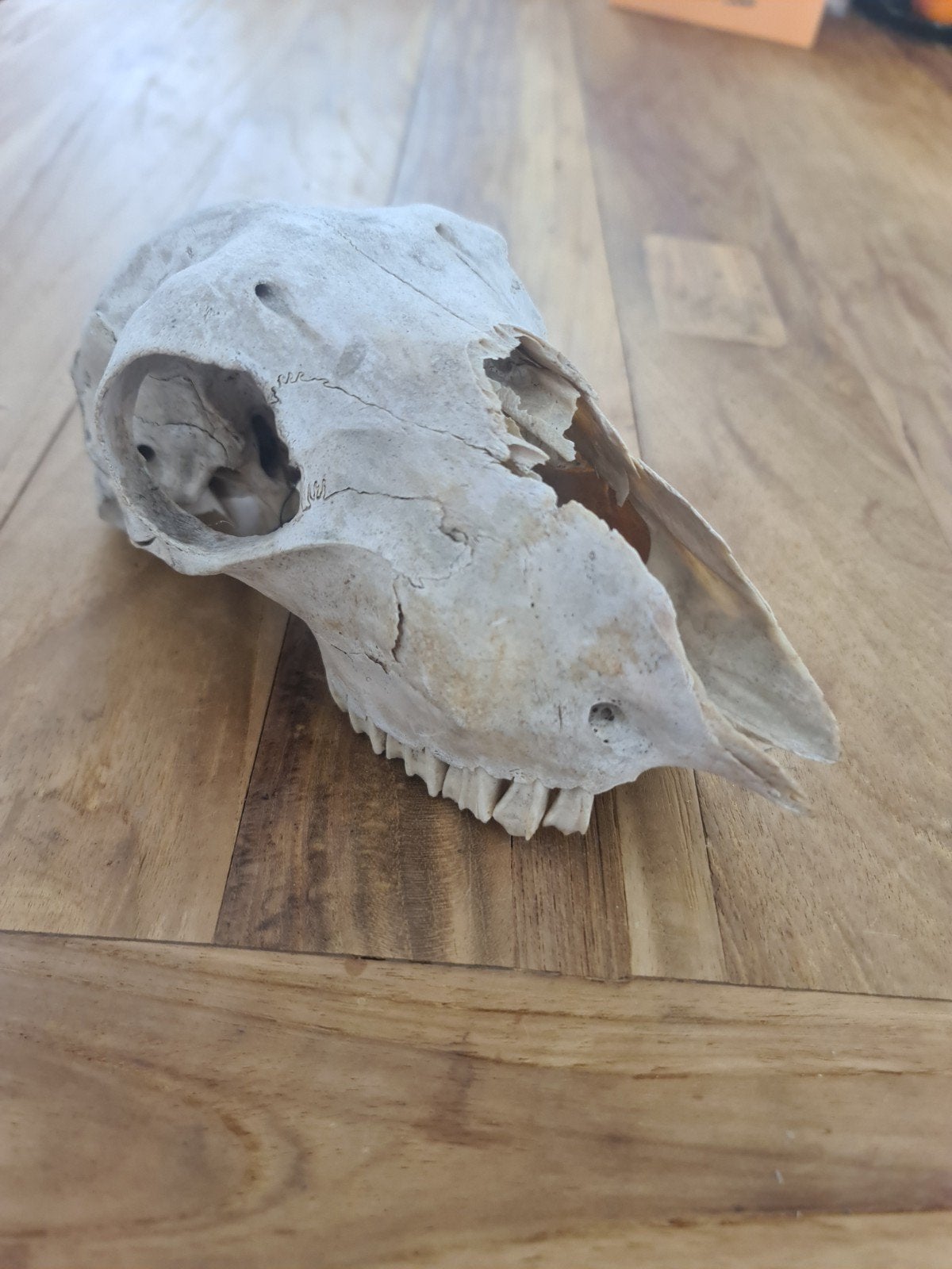 Dierenschedel - Decoratie of Studieobject, Ophalen of Verzenden, Gebruikt