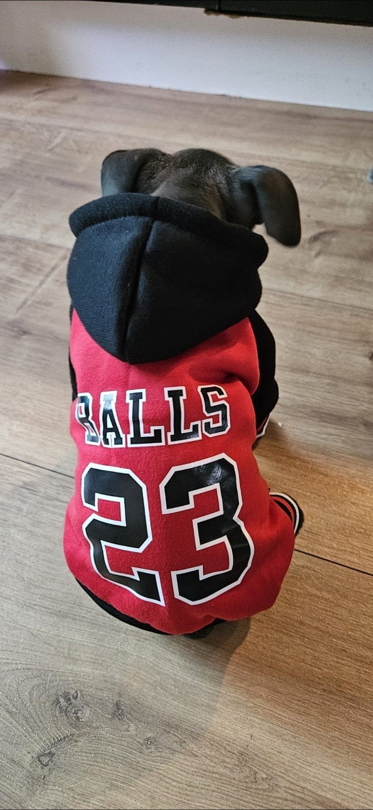 honden hoodie, Dieren en Toebehoren, Ophalen of Verzenden, Nieuw