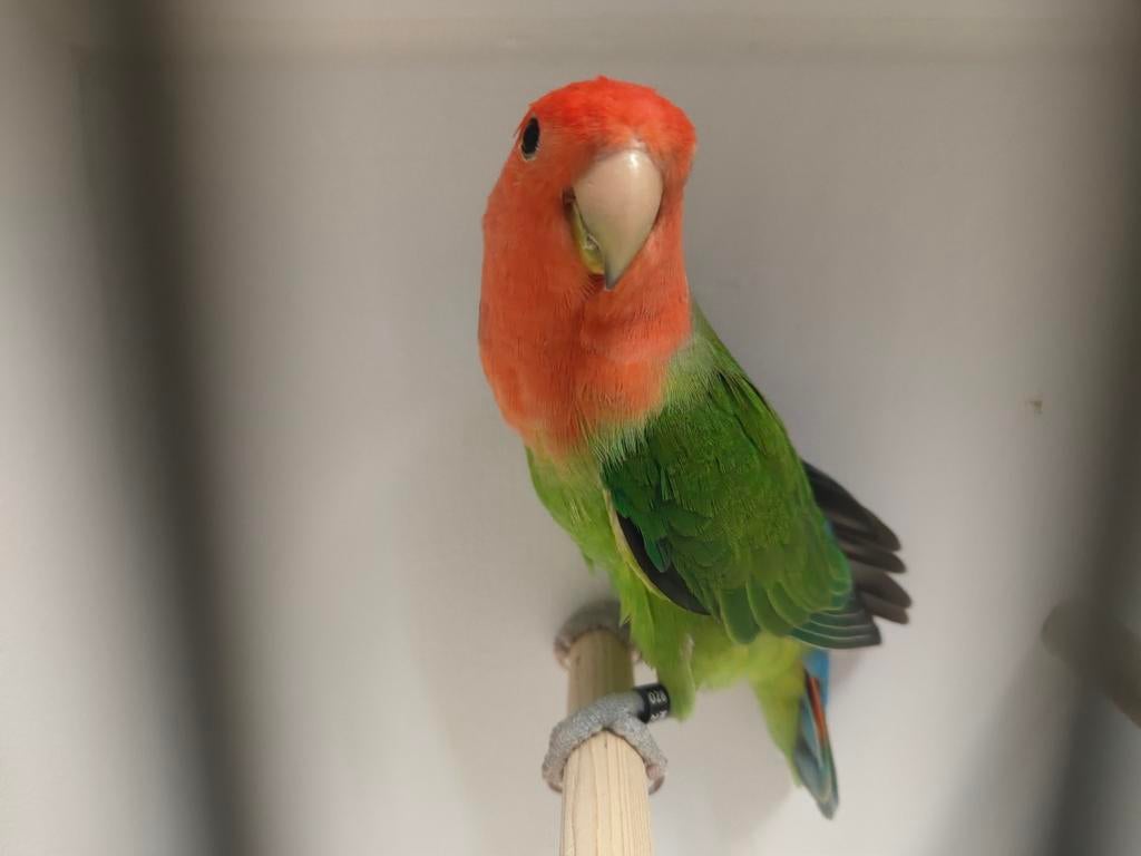 Mooie groene man, Dieren en Toebehoren, Vogels | Parkieten en Papegaaien, Mannelijk, Dwergpapegaai of Agapornis, Geringd