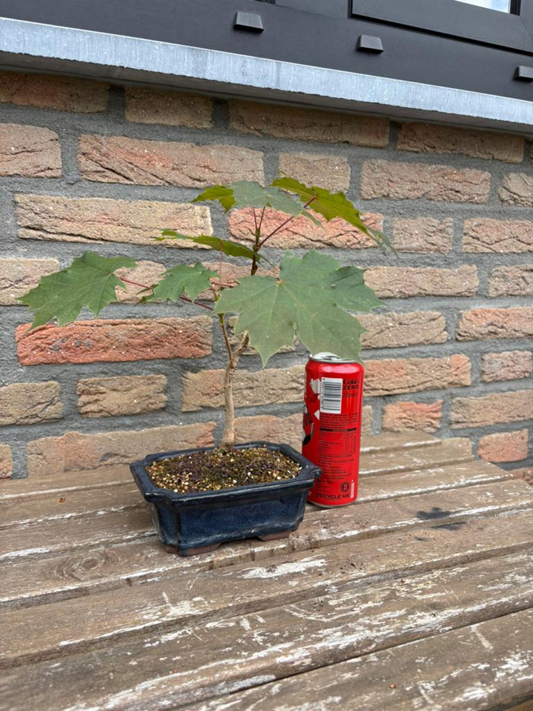 Bonsai, europese esdoorn, startmateriaal, Tuin en Terras, Planten | Bomen, Ophalen, Bloeit niet, Halfschaduw, Overige soorten