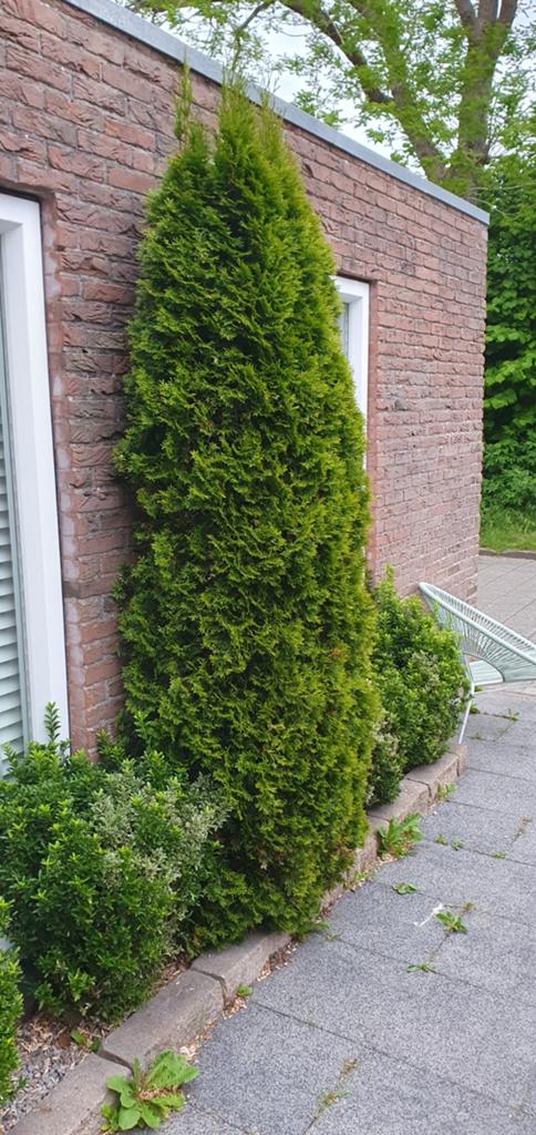 Gratis conifeer af te halen - 2.5m hoog, 60cm breed, Ophalen