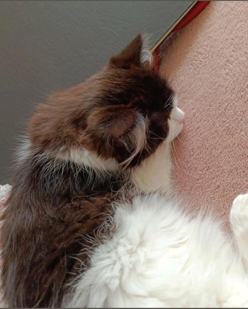 Prachtige sociaal Ragdoll kitten volledig ingeënt, Poes, Ingeënt