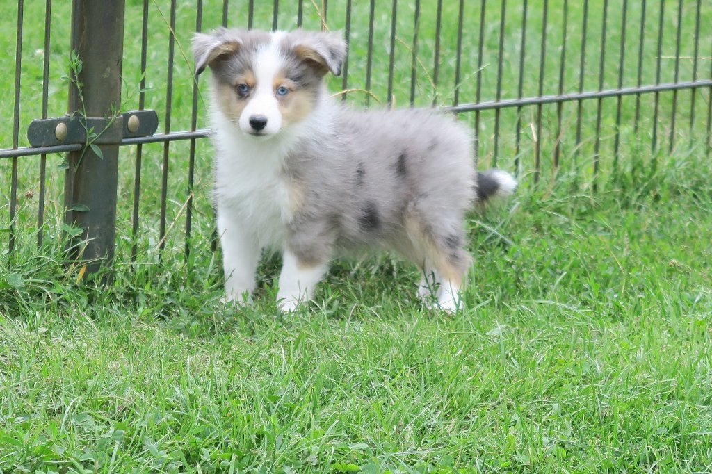 Mooie Sheltie pups reutjes, Parvo, Sheepdog, Nederland, Reu