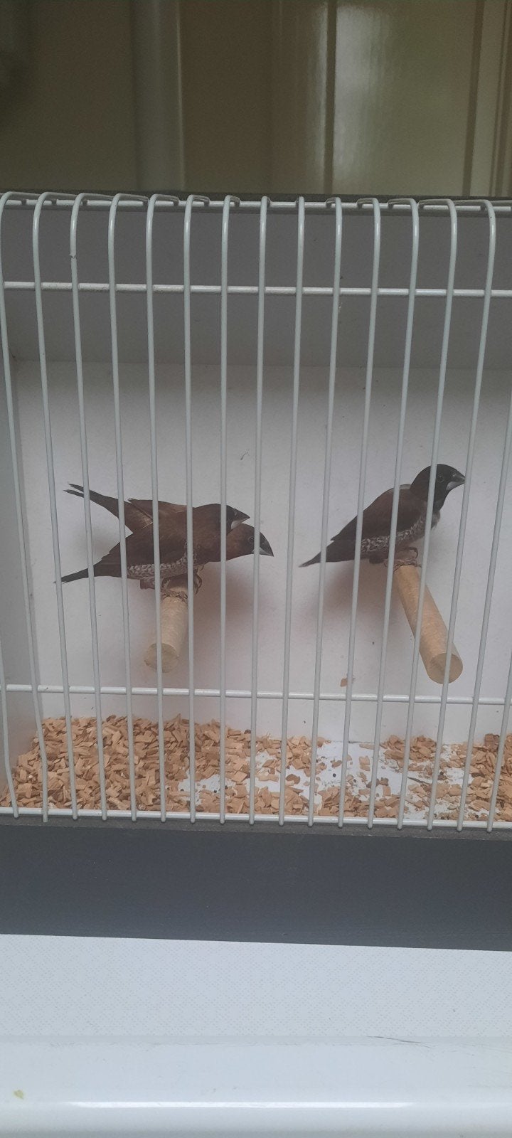 Japanse meeuwtjes, Meerdere dieren, Kleurkanarie