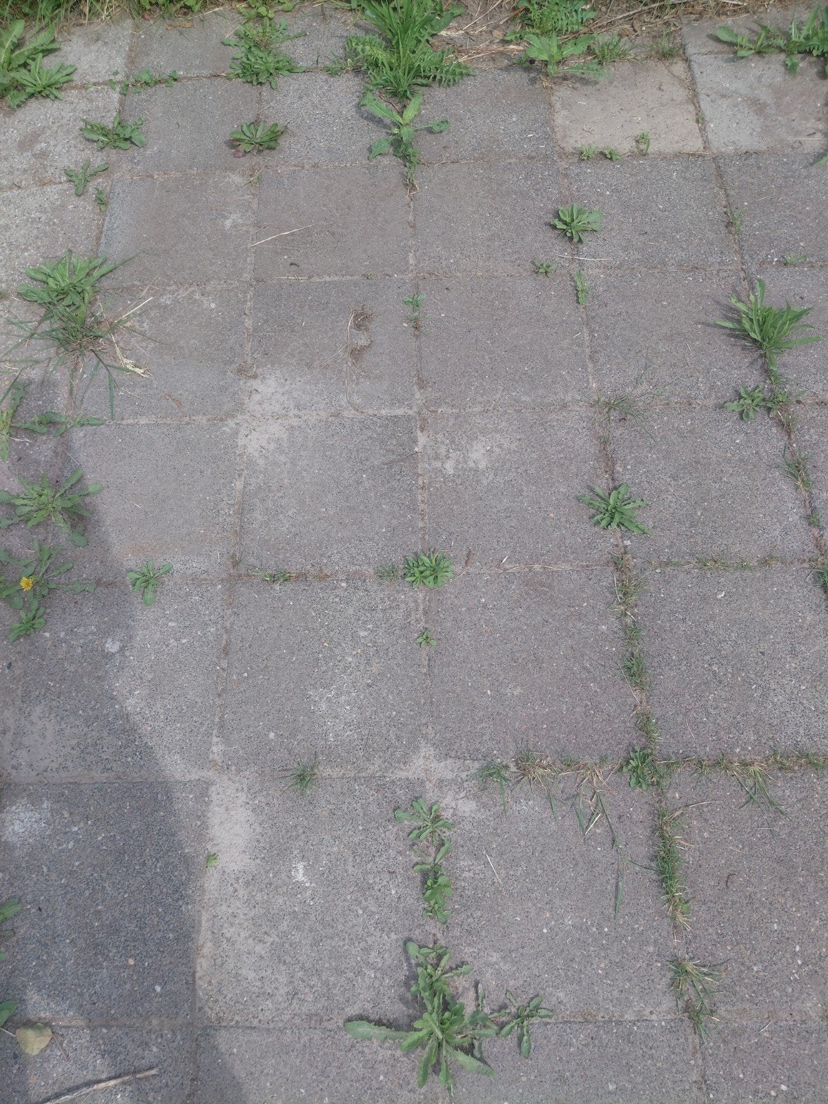 Stoeptegel  30m2, Ophalen, Gebruikt, Beton, Terrastegels