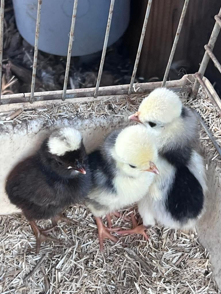 Zeldzame PADUHA  kuif/baard hoenders BROEDEITJES/KUIKENTJES, Dieren en Toebehoren, Pluimvee, Vrouwelijk, Kip