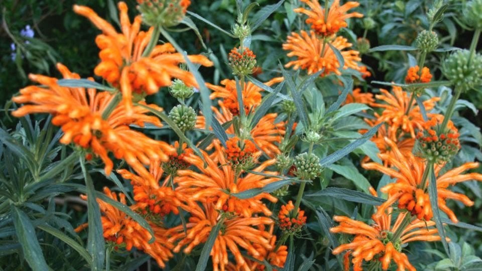 Te koop: zaden 1-, 2-jarigen en vaste planten, Ophalen of Verzenden, Volle zon, Zaad