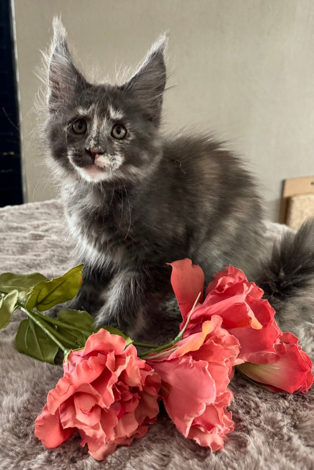 Maine coon kittens met stamboom, Meerdere dieren, Met stamboom, 0 tot 2 jaar