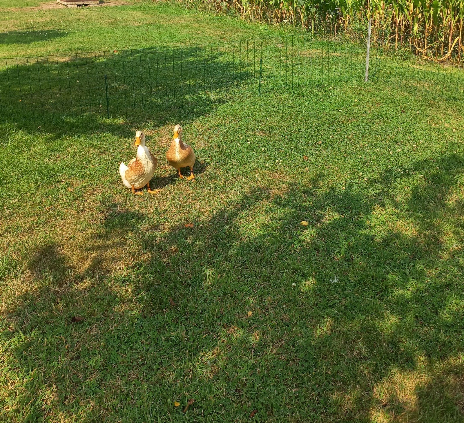 saksische eenden, Dieren en Toebehoren, Pluimvee, Mannelijk, Eend