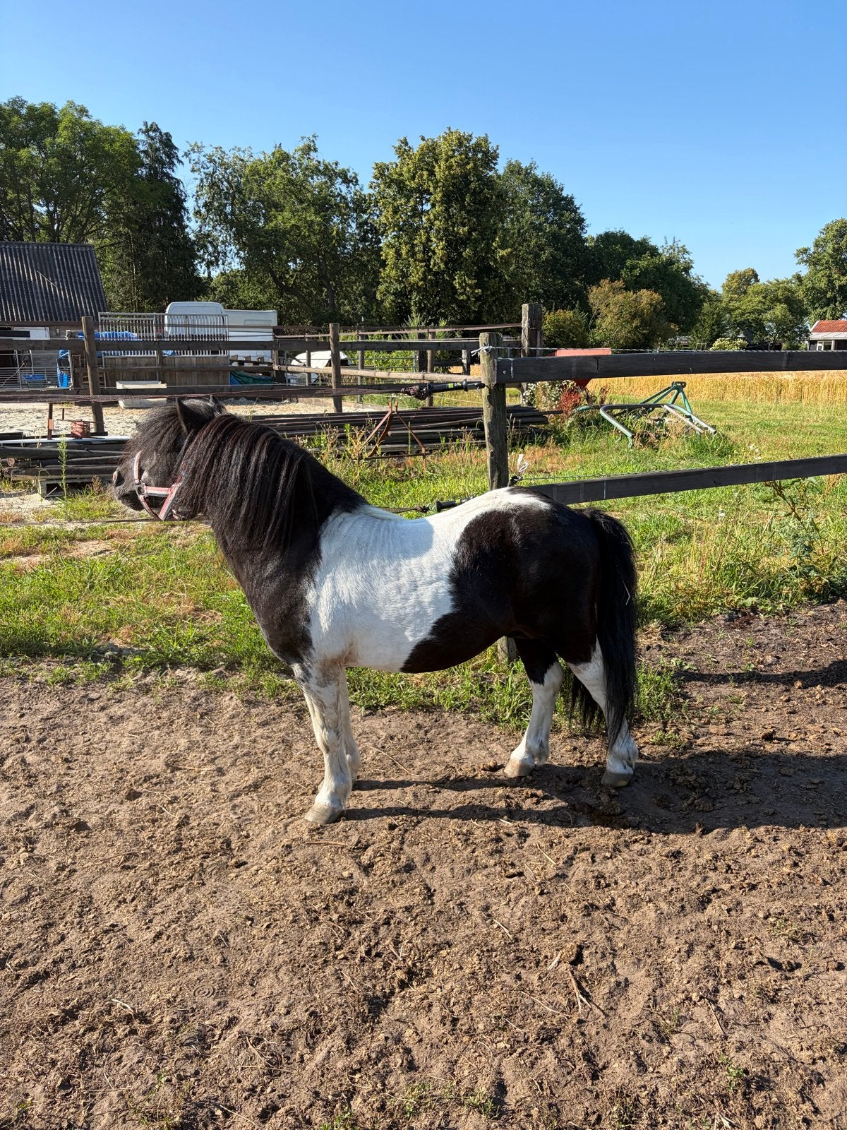 DEFINITIEF GOEDGEKEURDE DEKHENGST, Dieren en Toebehoren, Hengst