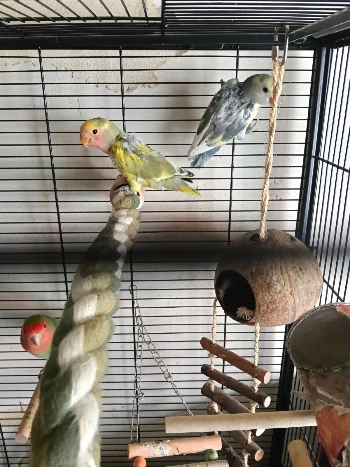 agapornissen jonkies 4stuks, Geslacht onbekend, Dwergpapegaai of Agapornis