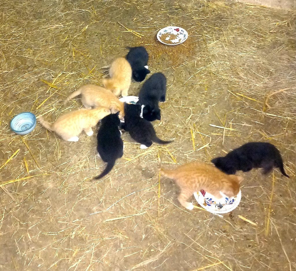Lieve boederijkatjes te koop, Dieren en Toebehoren, Meerdere dieren, Kortharig, 0 tot 2 jaar
