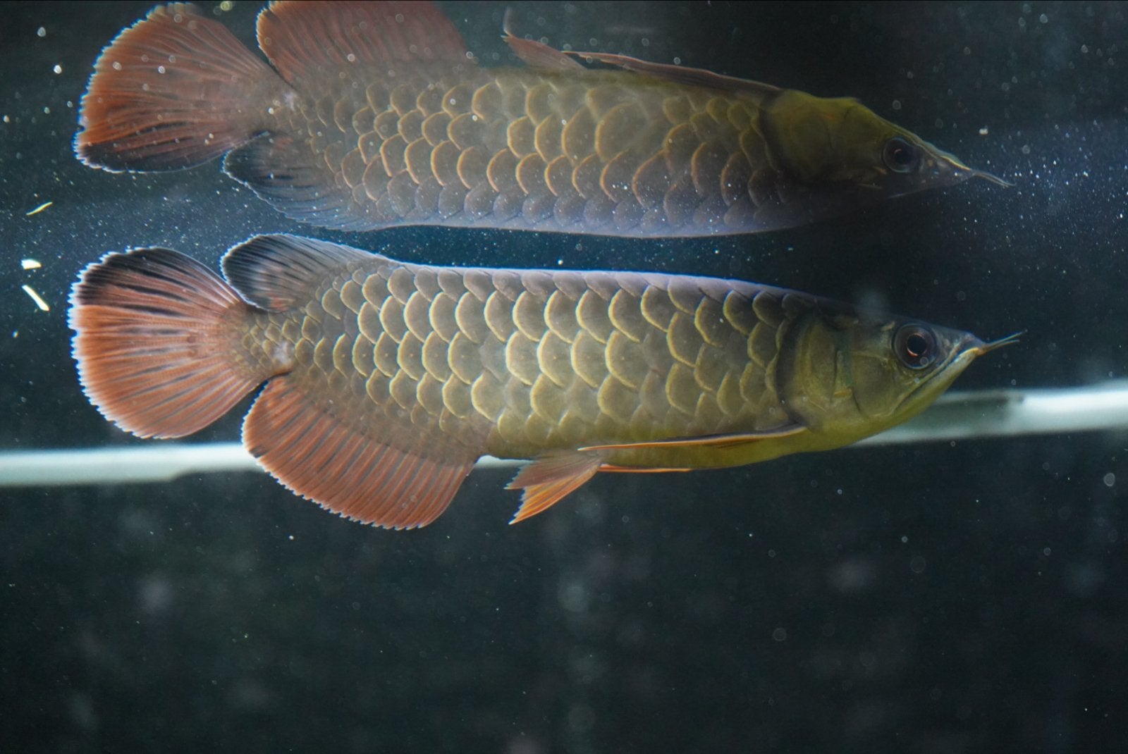 Aziatische Arowana, Dieren en Toebehoren, Vissen | Aquariumvissen