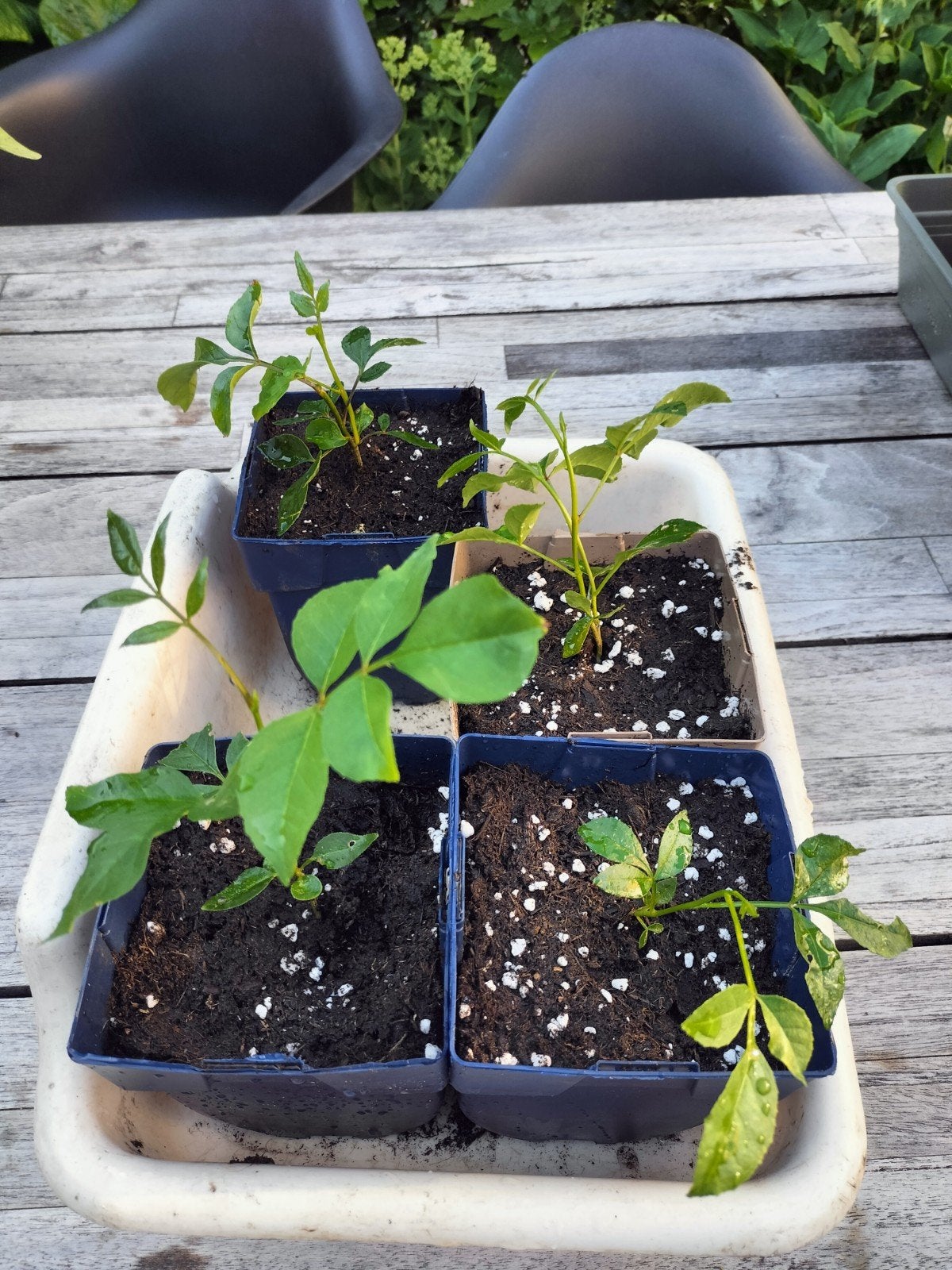 Szechuanpeper, Ophalen, Overige soorten, Volle zon