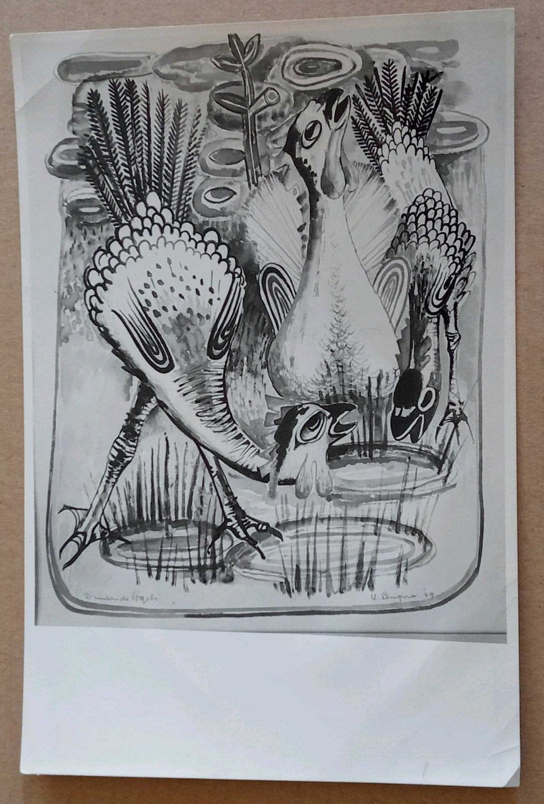 Hubert (Huub) Levigne Persfoto drie exotische vogels, Antiek en Kunst, Kunst | Tekeningen en Foto's, Ophalen of Verzenden