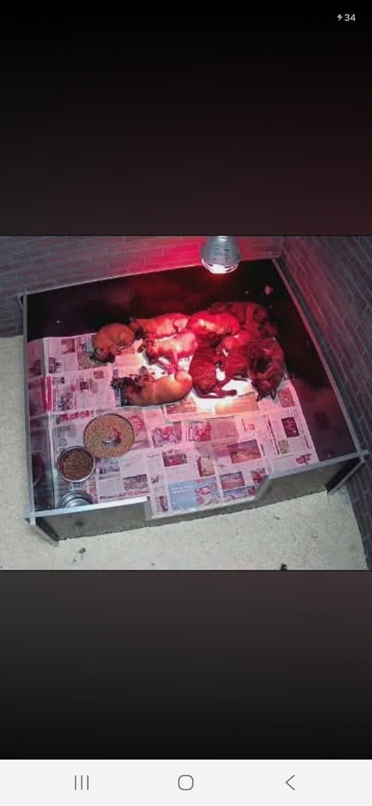 Werpkist compleet voor grote honden., Ophalen, Zo goed als nieuw, Werpkist