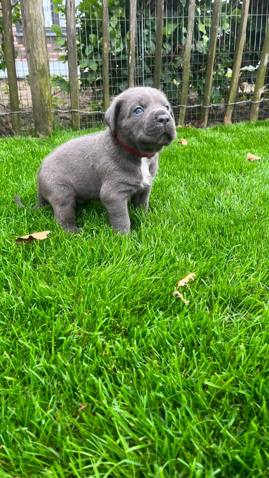 Prachtige RASZUIVERE CANE CORSO PUPS met STAMBOOM, Dieren en Toebehoren, Overige rassen, 8 tot 15 weken, Meerdere, Meerdere dieren
