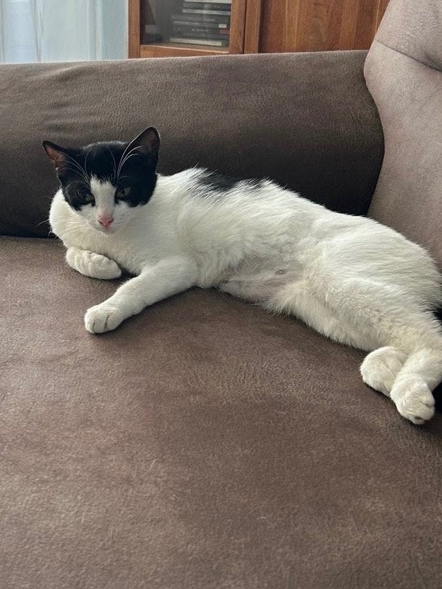 Twee poezen, Poes, Kortharig, 0 tot 2 jaar