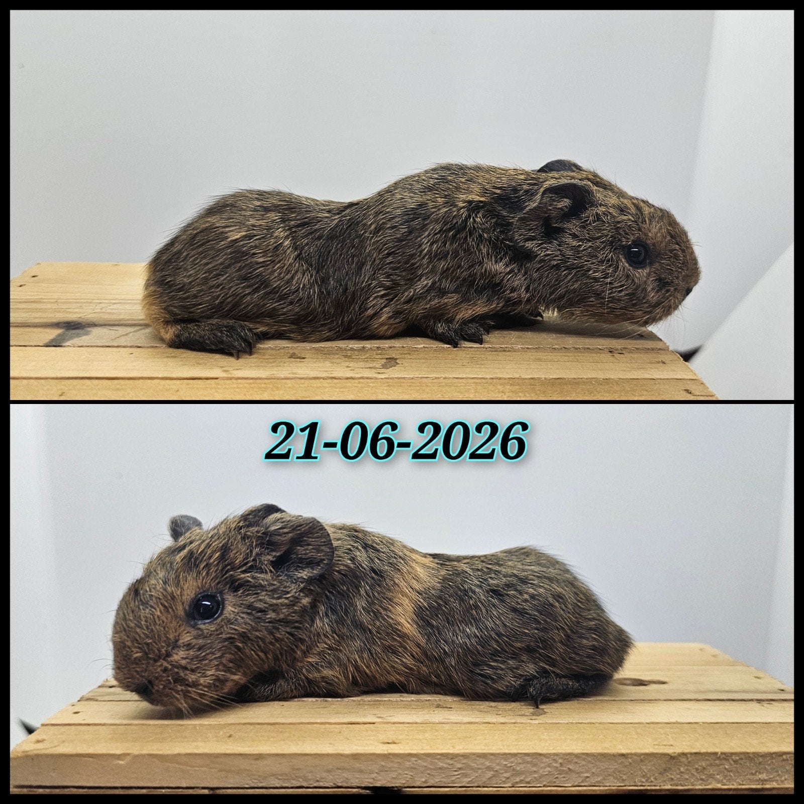 Gladhaar beertje, skinnydrager, Dieren en Toebehoren, Cavia, Juni, Mannelijk, Tam