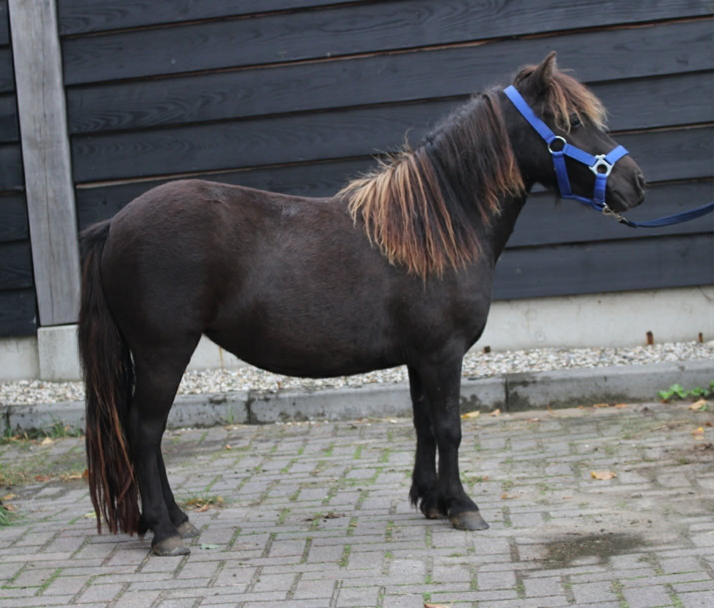 Te koop prachtige en lieve shetlander ruin en merrie, Merrie, A pony (tot 1.17m), Gechipt, 3 tot 6 jaar