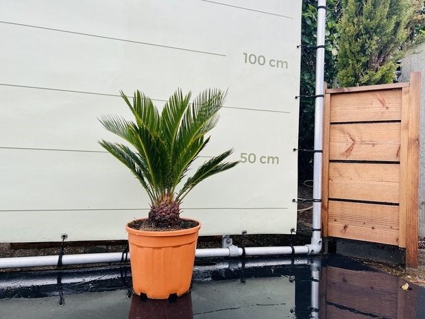 Palmboom - Cycas Revoluta - stamhoogte 10 cm, Ophalen of Verzenden, Minder dan 100 cm, Zomer, Palmboom