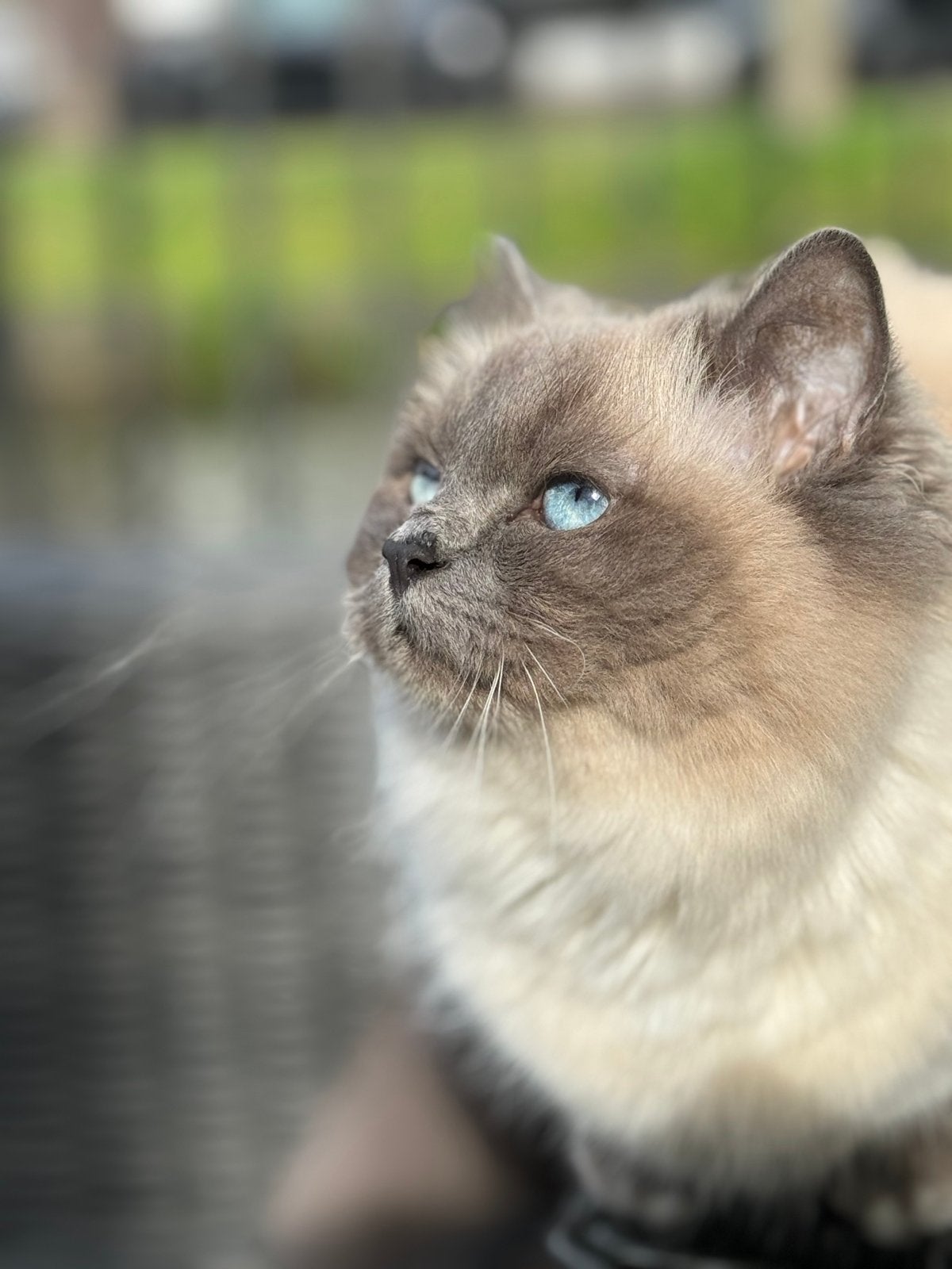 Heilige Birmaan poes, Poes, Langharig, 3 tot 5 jaar