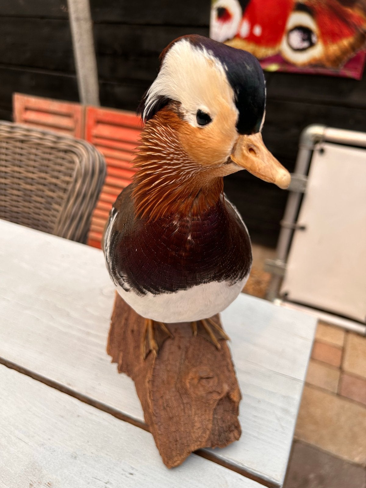Manderijn eend Taxidermie in nette staat., Ophalen, Zo goed als nieuw, Vogel, Opgezet dier