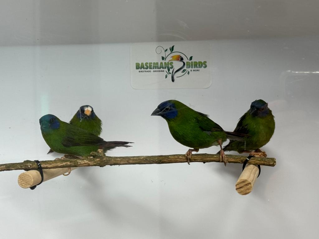 Driekleur papegaaiamadines - Erythrura trichroa, Dieren en Toebehoren, Vogels | Overige Vogels, Meerdere dieren, Tropenvogel, Geringd