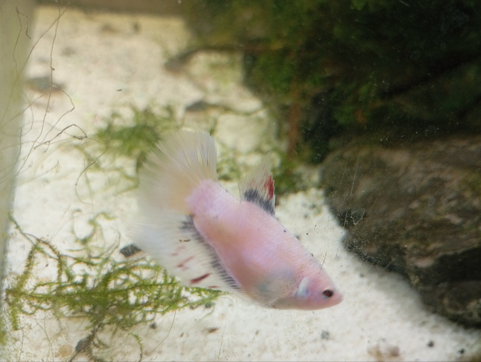betta vrouw, Vis, Zoetwatervis