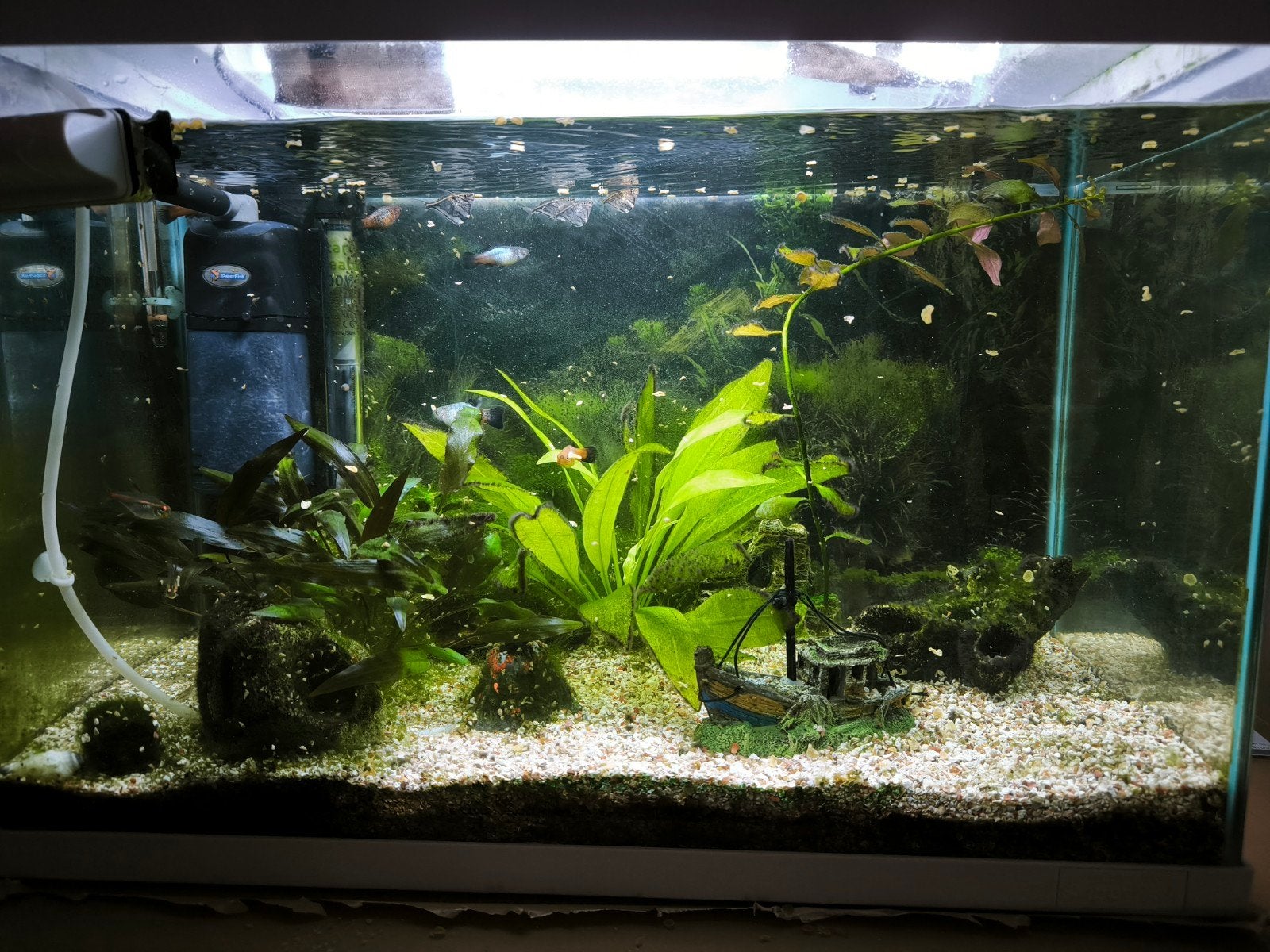 Goed draaiend aquarium met vissen en alle toebehoren, Vis