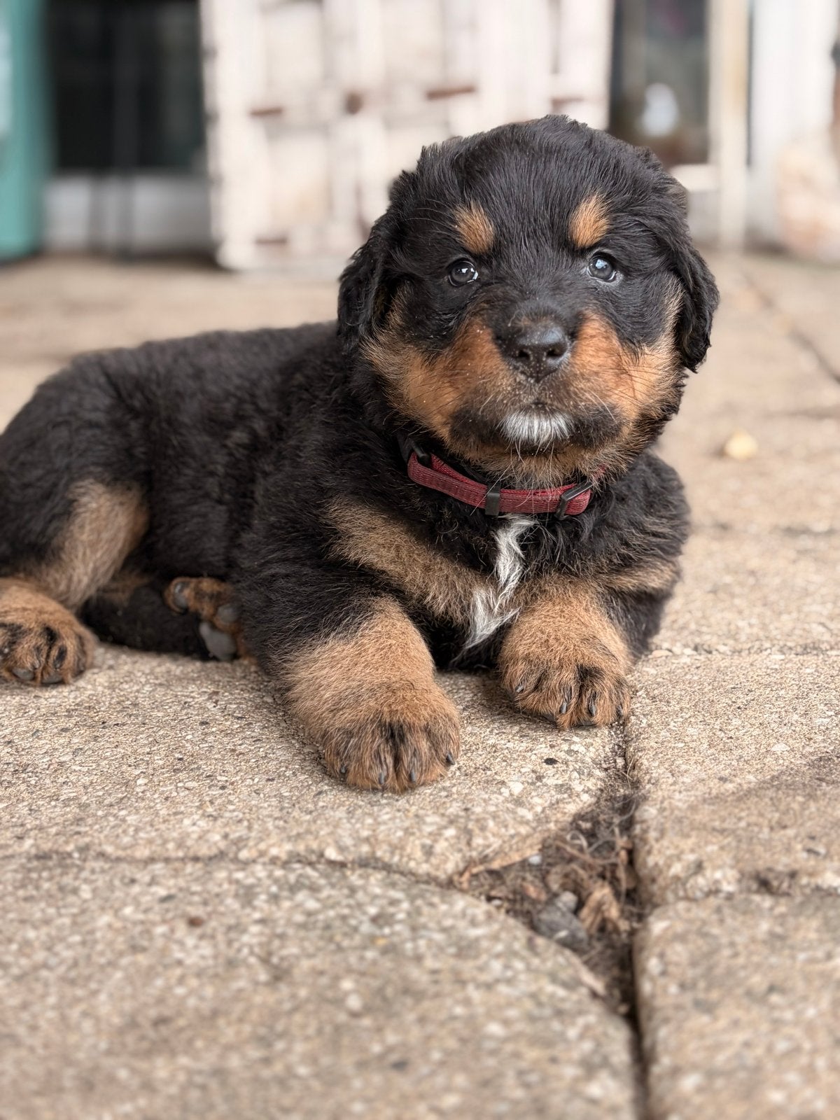 Berner senne x rottweiler pups, Dieren en Toebehoren, Groot, Meerdere, Meerdere dieren, Nederland