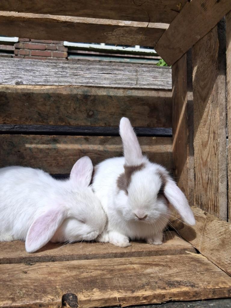 Lieve hangoor konijntjes, Dieren en Toebehoren, Konijnen, Mannelijk, Klein, Hangoor, 0 tot 2 jaar