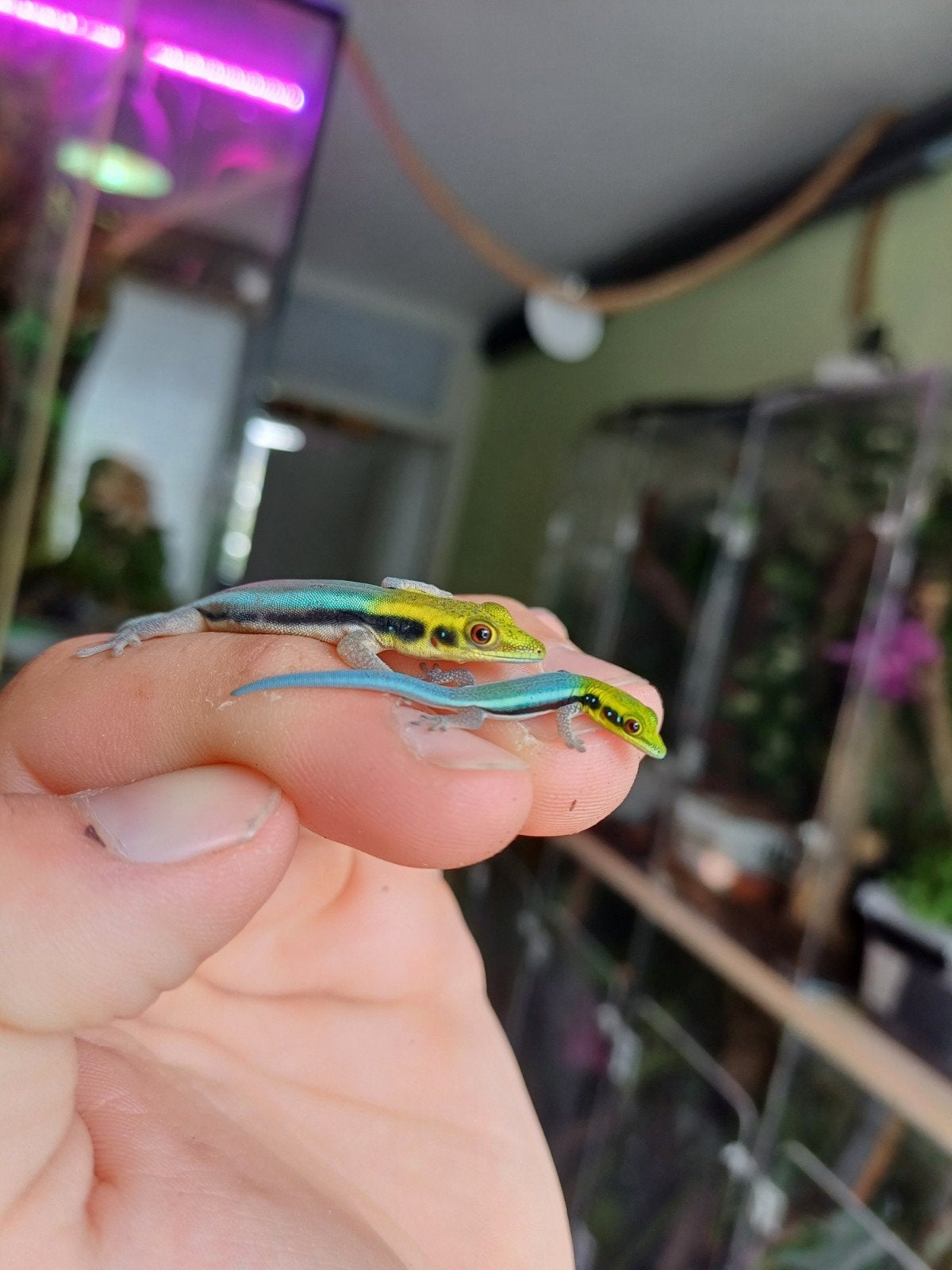 Phelsuma klemmeri, Dieren en Toebehoren, 0 tot 2 jaar