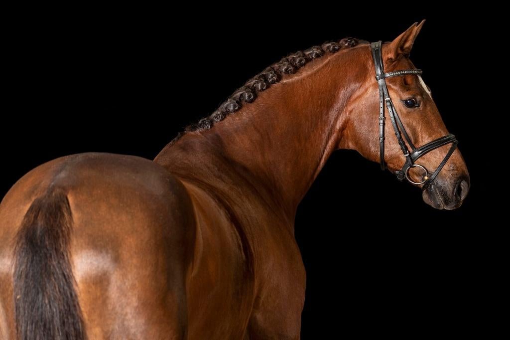 Lief paard zoekt fijn nieuw thuis, Met stamboom, Ruin, Niet van toepassing, 170 tot 175 cm