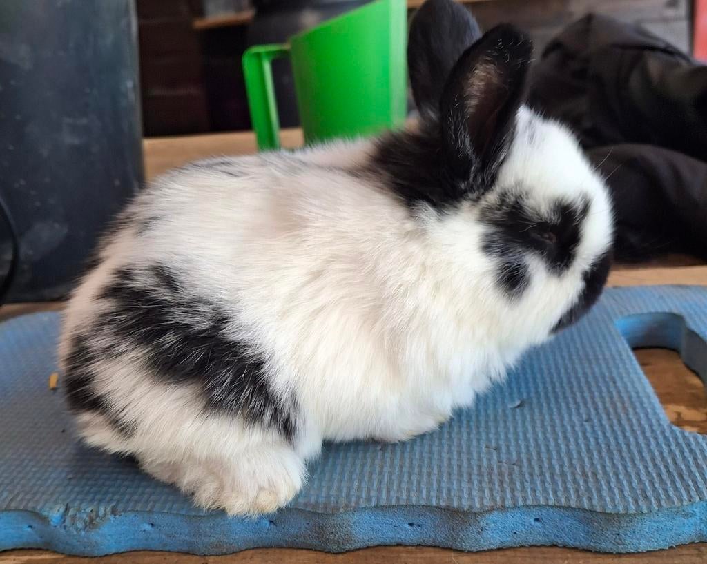 Nieuw-Zeelander x Rijnlander voedster, Dieren en Toebehoren, Konijnen, Geslacht onbekend, Groot, 0 tot 2 jaar