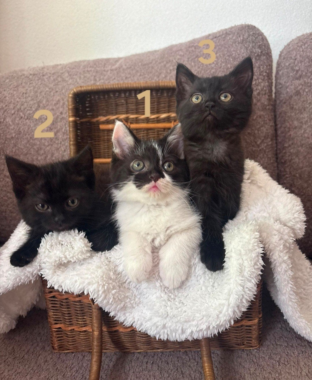 kittens half Britse Langhaar grijs zwart wit, Meerdere dieren, Langharig, 0 tot 2 jaar