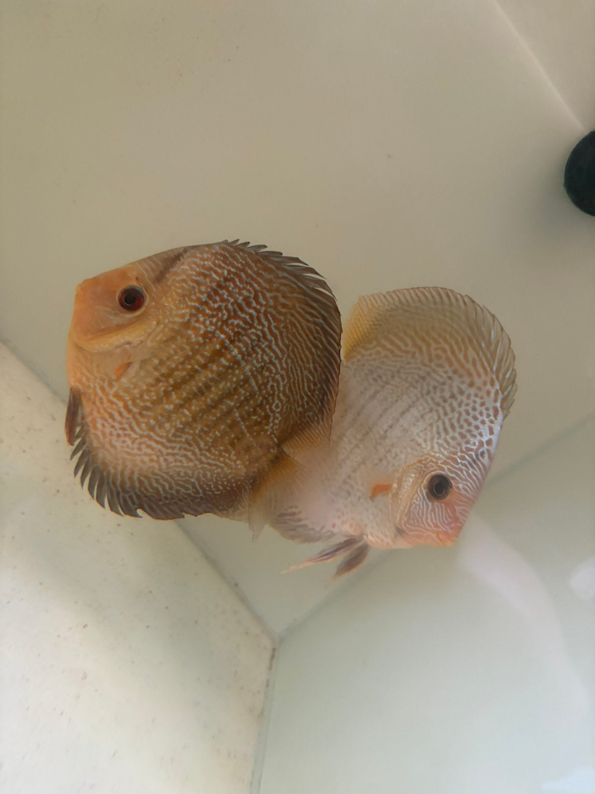 Discusvis koppel, Dieren en Toebehoren, Vis