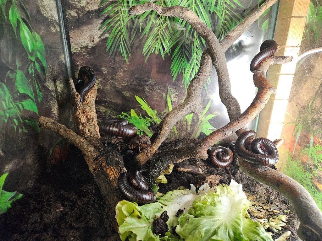 Archispirostreptus gigas Afrikaanse reuzenmiljoenpoot, Overige soorten, 0 tot 2 jaar
