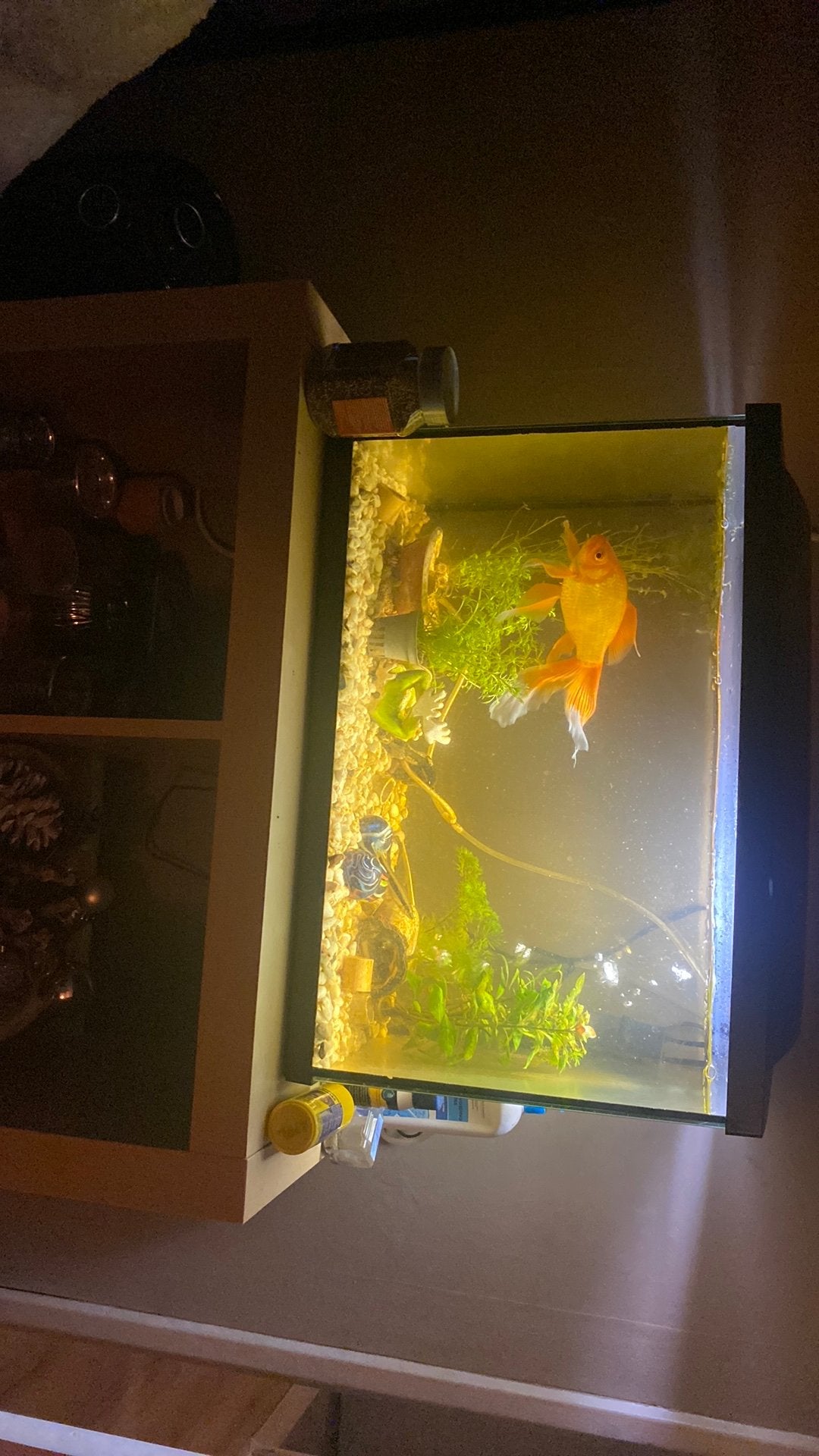 80 liter aquarium met alle toebehoren, Gebruikt, Overige merken, Ophalen of Verzenden, Inclusief vissen