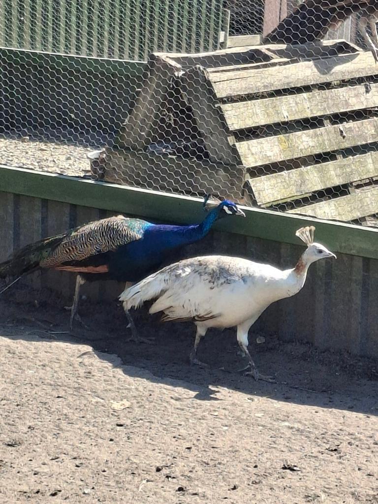 Pauwen blauw en zwartvleugel, Dieren en Toebehoren, Pluimvee, Meerdere dieren, Overige soorten