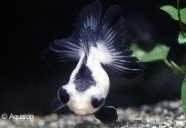 Sluierstaart Zwart Wit Panda, Dieren en Toebehoren, Vis, Zoetwatervis